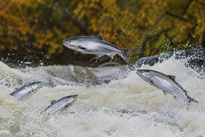 Do All Salmon Have Parasites? What You Need to Know