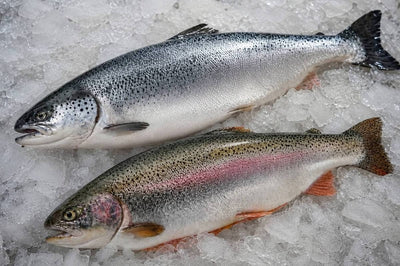 Trout vs Salmon: Taste, Nutrition, Price and Which Is Better?
