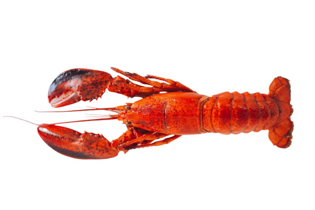 Mermaid Premium Cooked Whole Boston Lobster 350G - Frozen