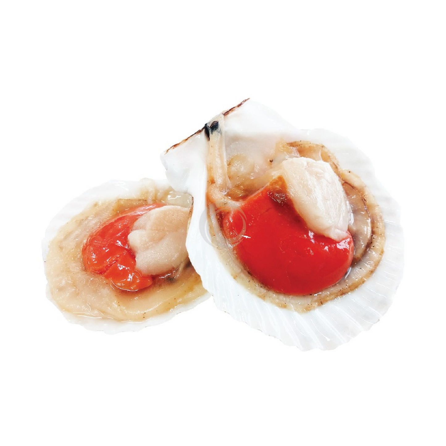 Shioku Large Half Shell Scallop 1KG - Frozen