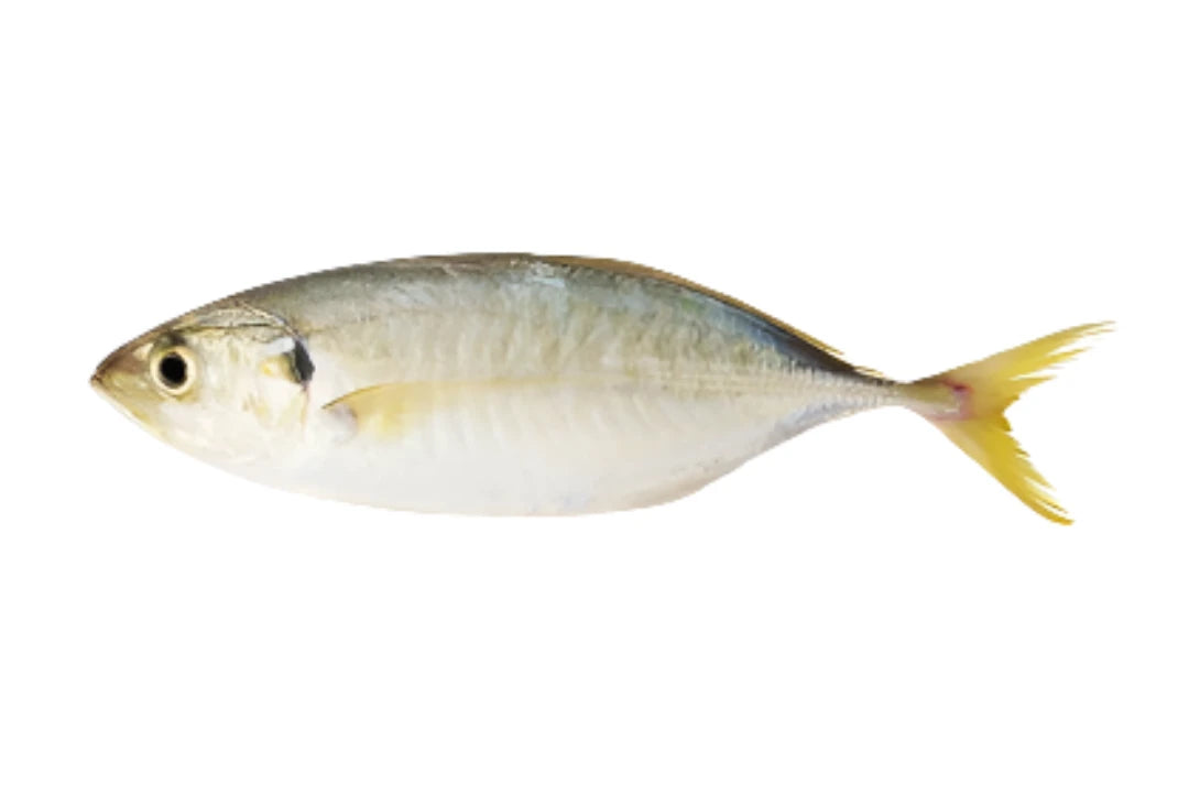 Blue Ocean Yellow Stripe Trevally/Kuning Fish 1KG - Frozen